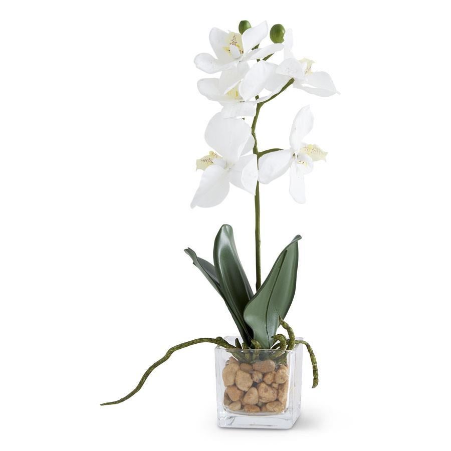 Floral White Orchid In Glass 11"