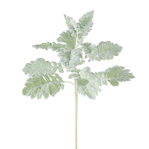 Dusty Miller Spray 18" Green
