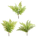 Fern Bundle 20"
